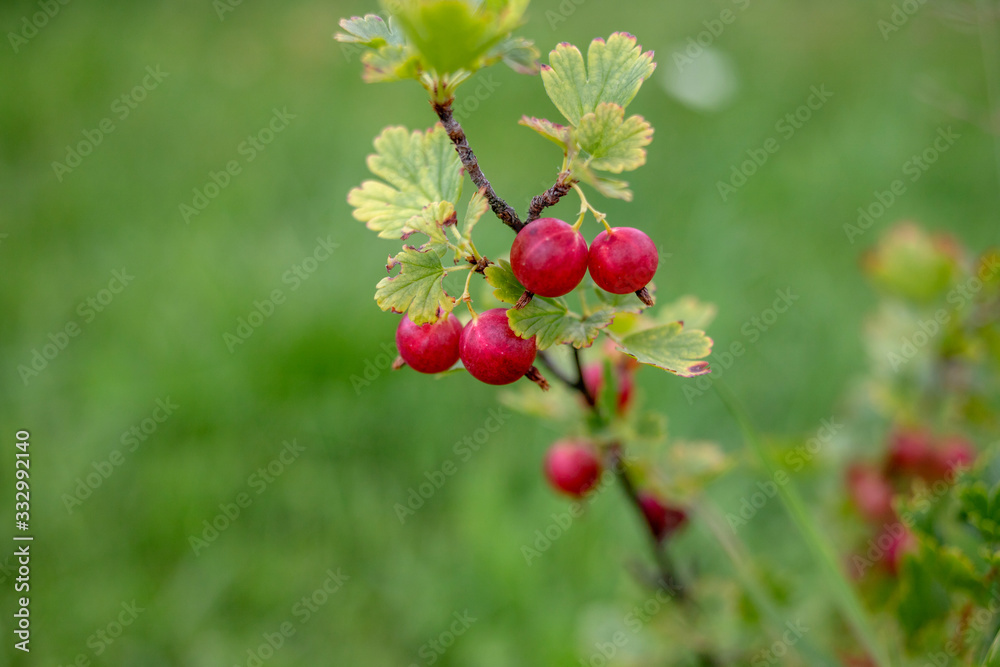 ripe gooseberry in the bush ripe gooseberry in the bush