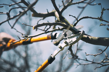 Seasonal pruning trees with pruning shears.