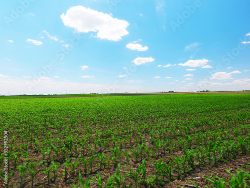 Corn Field with blue sky