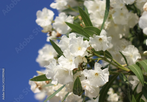 Oleander