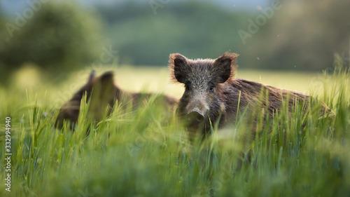 Fototapeta Naklejka Na Ścianę i Meble -  Wild boars feeding on green grain field in summer. Wild pig hiding in agricultural country copy space. Vertebrate grazing in summertime with blurred background.