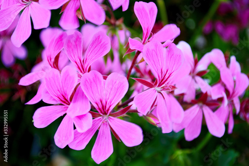 pink flowers on a green blurred background