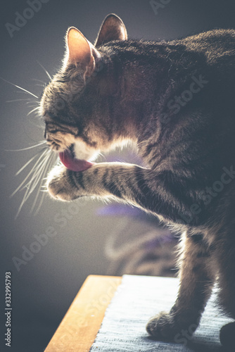 Gato limpiandose una pata