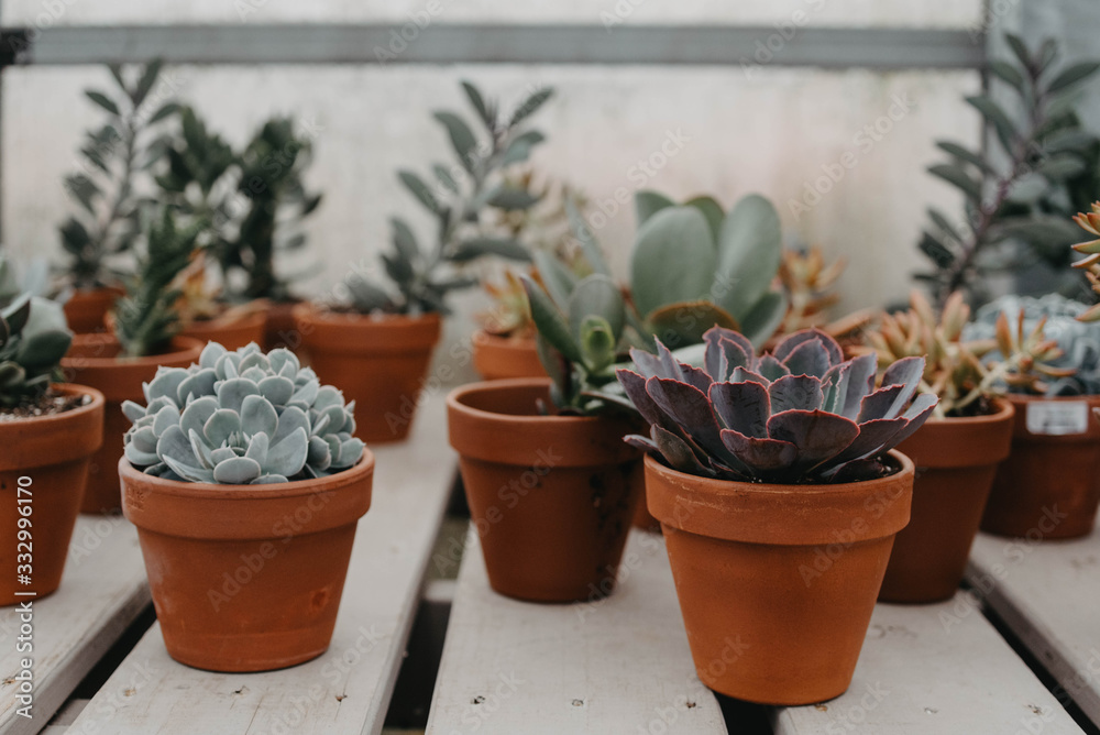 Potted succulents in a nursery Potted succulents in a nursery