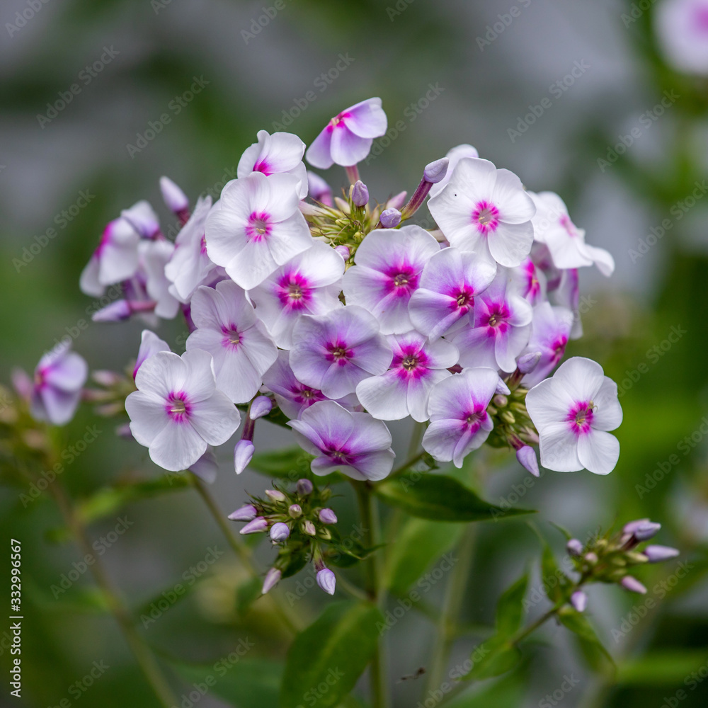 bright phlox flowers on green background bright phlox flowers on green background