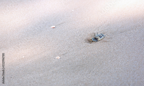 Ghost crab Ocypode or Ocypodidae on the beach.