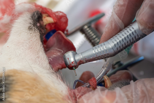 The dentist drills a hole in the broken tooth. The animal is anaesthetised, here a small Jack Russell Terrier under anaesthetic. Close up. photo
