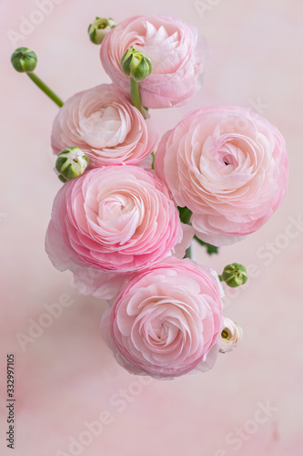 Fresh pink and white blooming ranunculus flowers  top view  close up  selective focus