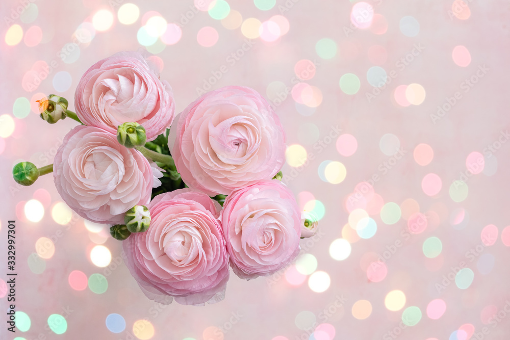 Fresh pink and white blooming ranunculus flowers, top view, close up, selective focus Fresh pink and white blooming ranunculus flowers, top view, close up, selective focus