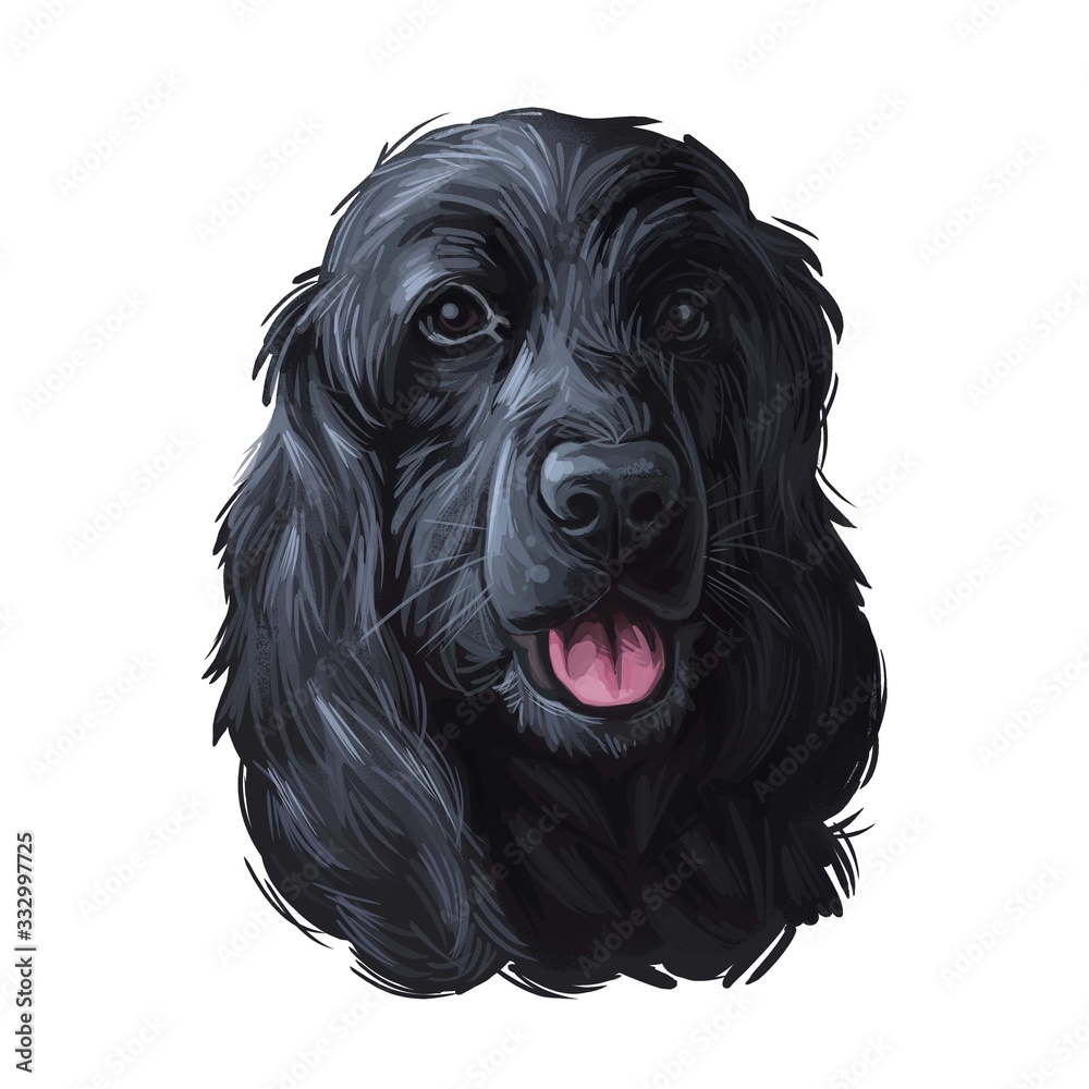English cocker spaniel working Black breed of gun dog digital art illustration of cute canine animal. Working-dog form of Field Spaniel and English Springer Spaniel, hand drawn portrait isolated. English cocker spaniel working Black breed of gun dog digital art illustration of cute canine animal. Working-dog form of Field Spaniel and English Springer Spaniel, hand drawn portrait isolated.