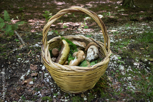 basket of fresh porcini mushrooms