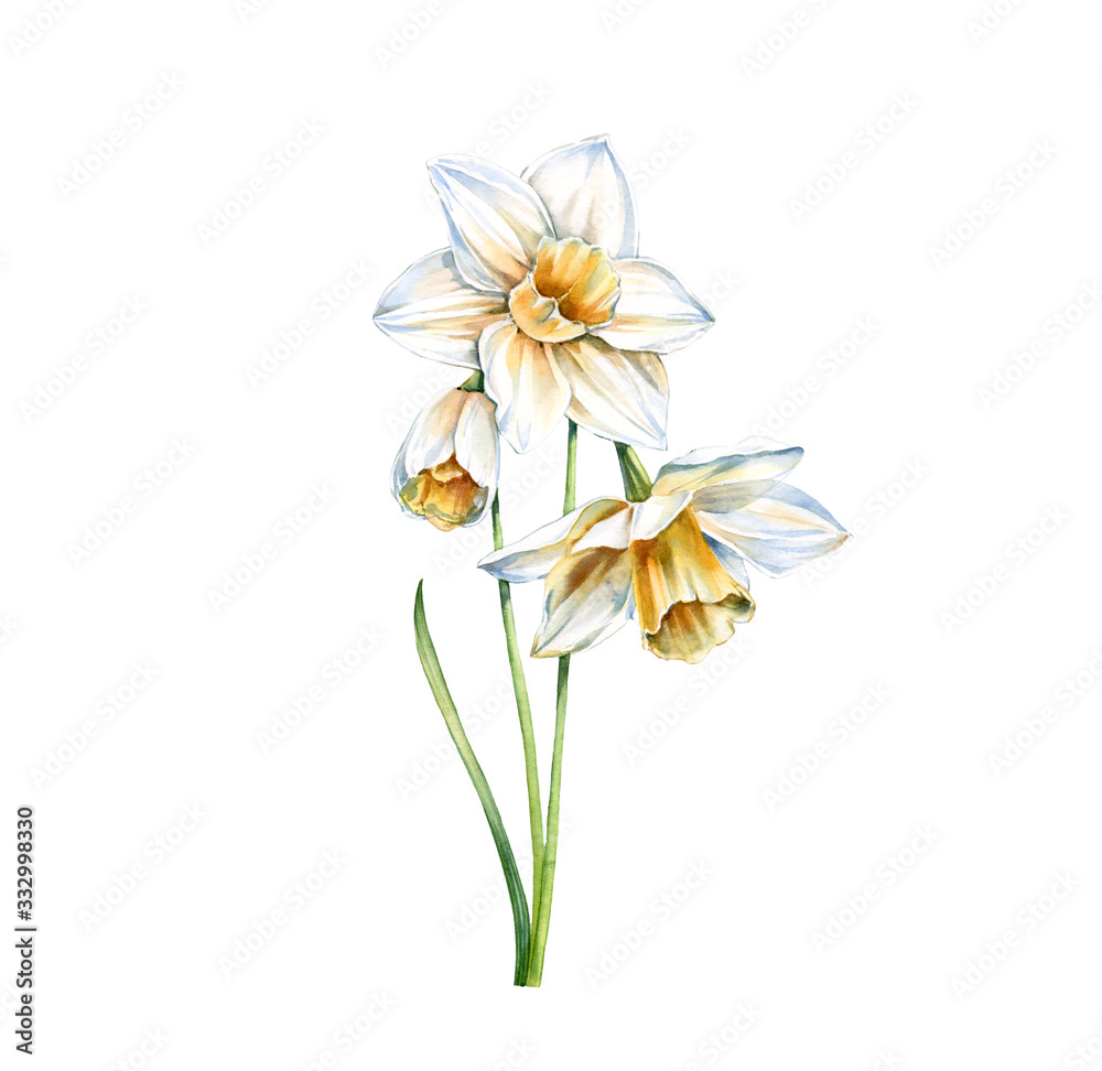 Watercolor white daffodil. Realistic narcissus with leaves isolated on white. Three flowers. Botanical floral illustration for wedding design, Easter cards, cosmetics, advertising
