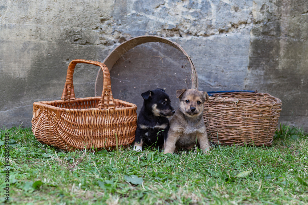 Obraz premium puppies in a wicker basket on the grass