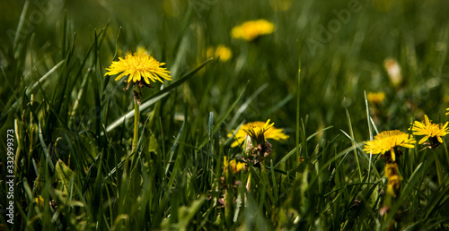 dandelions in a meadow