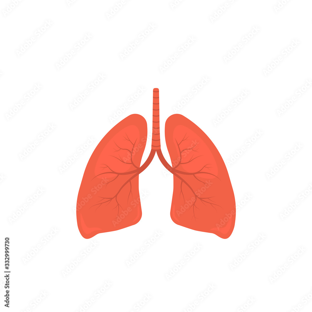 Human lungs vector illustration Human lungs vector illustration