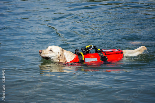 Canvas Print Lifeguard dog, rescue demonstration with the dogs in the water