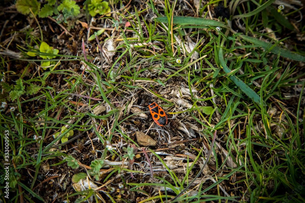 frog in the grass