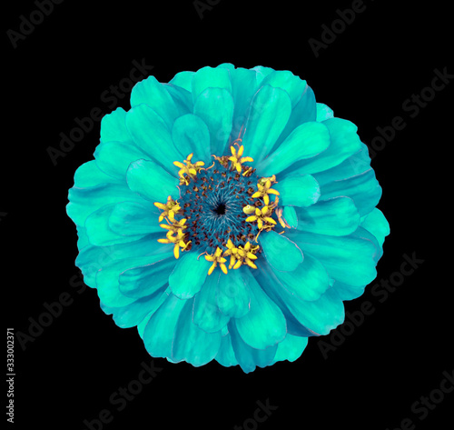 Surreal turquoise Zinnia flower isolated on black. High detailed macro photo