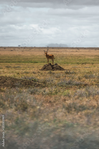 Single red Hartebeests standing on a rock in Serengeti National Park, Tanzania. photo