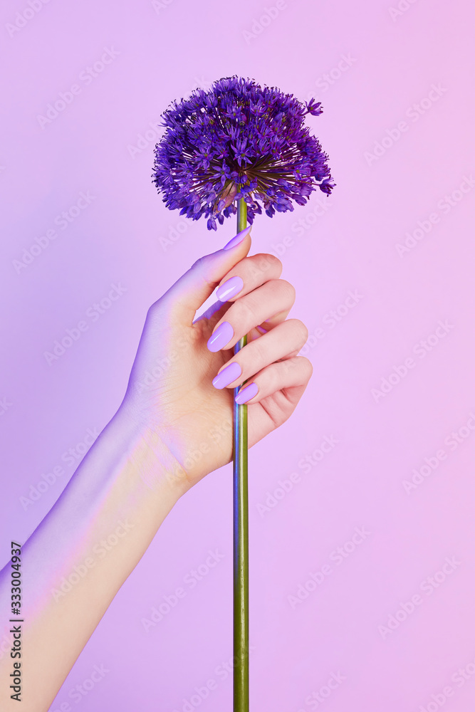 Close up of woman's hand holding violet flower