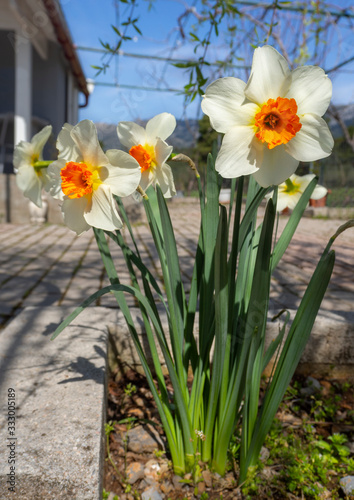 OLYMPUS DIGITAL CAMERABeautiful daffodil Narcissus flowers close up in a garden in Greece photo