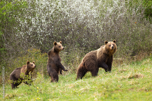 Threatening mother brown bear, ursus arctos, walking on meadow in early spring with two her cubs. Young wild animal standing in upright position looking for danger in blooming spring nature.
