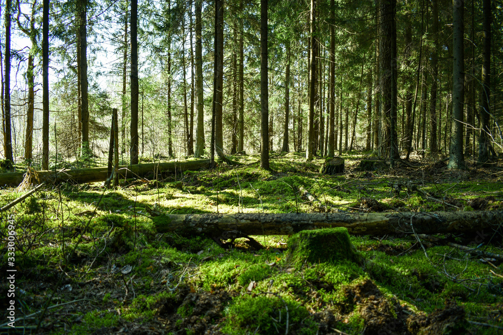 green forest in sunny day green moss fallen trees , wood with strains green forest in sunny day green moss fallen trees , wood with strains