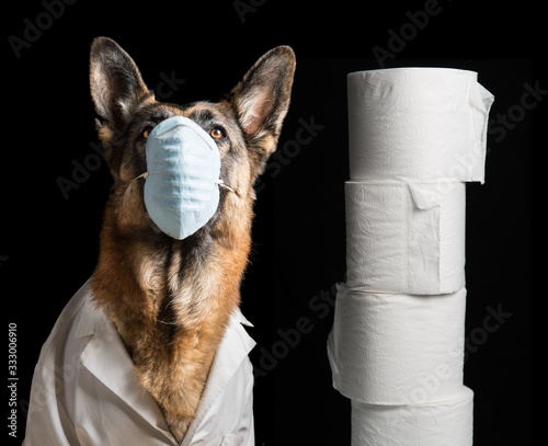 Corona virus mask on dog with toilet paper. German Shepherd Dog with medical mask for Concept about animals against coronavirus covid19. Black Background. photo