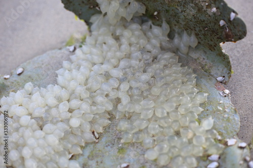 Many of squid eggs aground on the beach