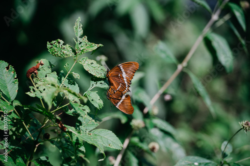 Mating orange butterflies in the forest of mexico