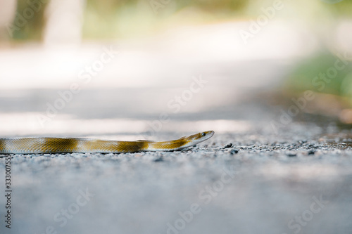 snake sunbathing on the asphalt road in Mexico photo