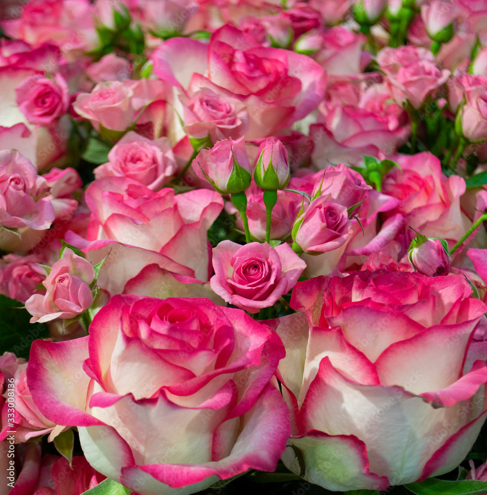 floral background of roses. pink roses flowers