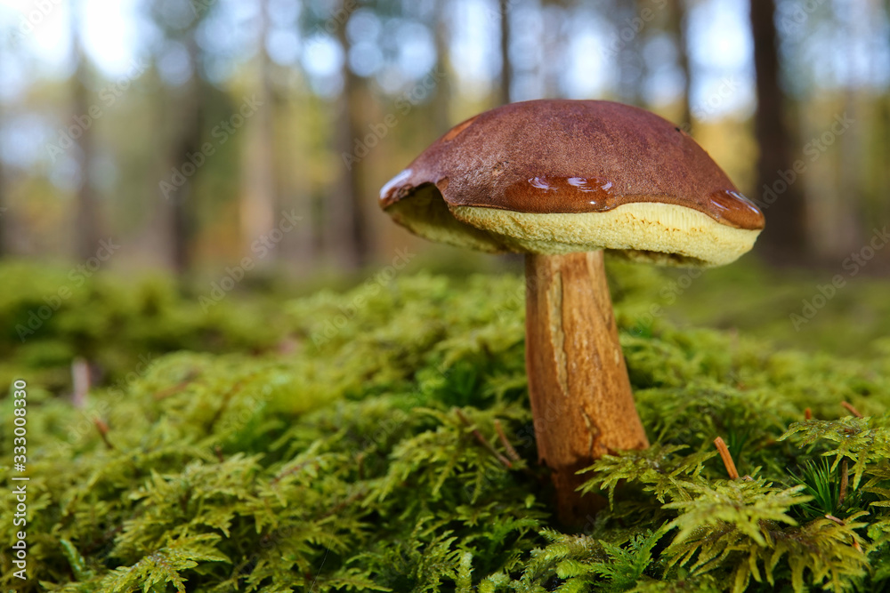 Pilz im späten Herbstlicht rechts angeordnet Pilz im späten Herbstlicht rechts angeordnet