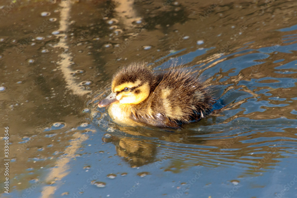 Small new born duckling in dutch polder canal Small new born duckling in dutch polder canal