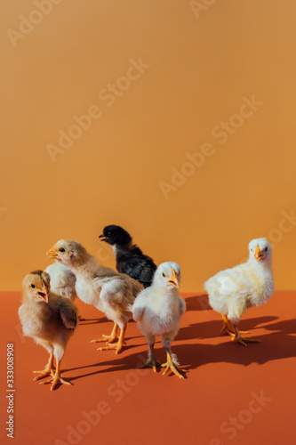 Baby Chicks On Colorful Background