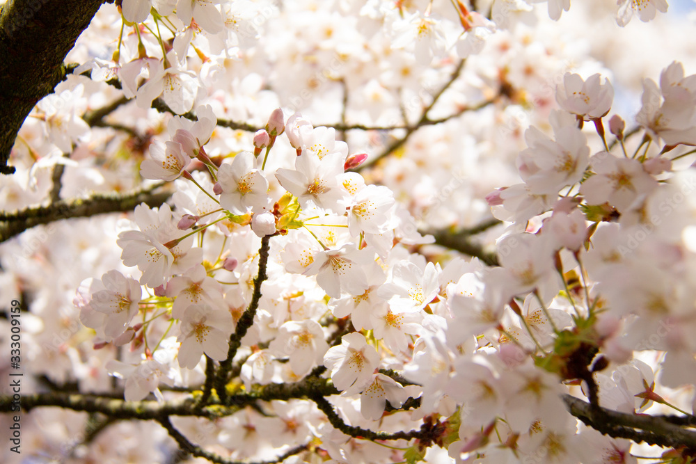 White flower tree in spring with sun and blue sky. Branch with white flowers and blossom White flower tree in spring with sun and blue sky. Branch with white flowers and blossom
