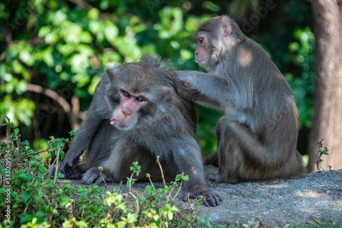 Monkeys in Da Nang, Vietnam © Betty Rong