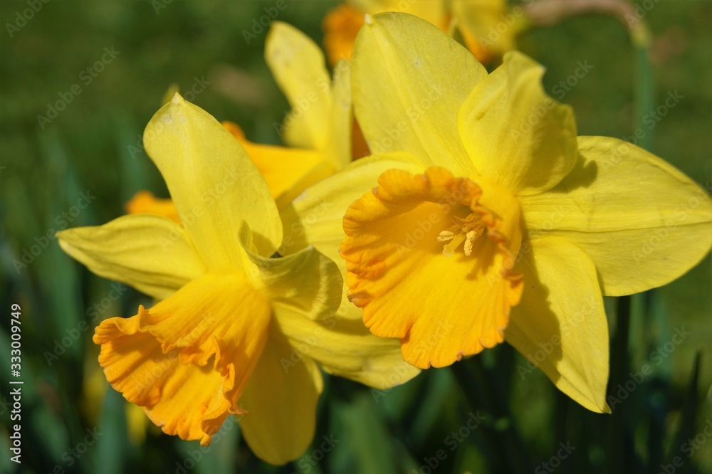 daffodils in garden daffodils in garden