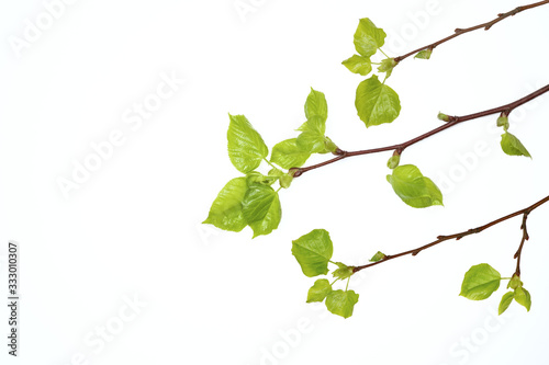young green leaves on a tree branch, isolated on white background, buds in spring, the beginning of a new season