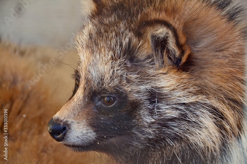 Curious nose of a raccoon dog