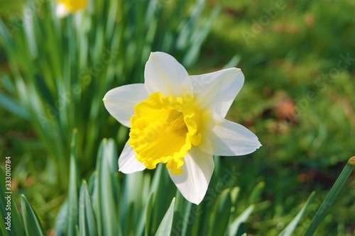 A colourful daffodil in the garden.