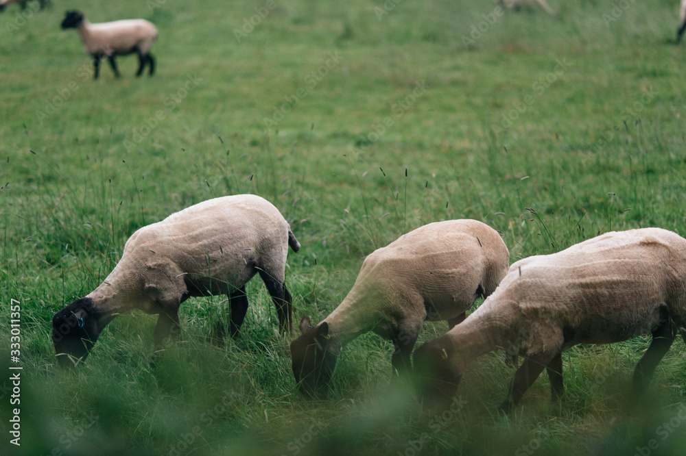 Sheep grazing in a meadow