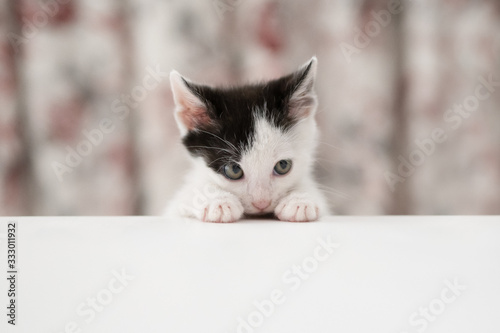 Shy kitten