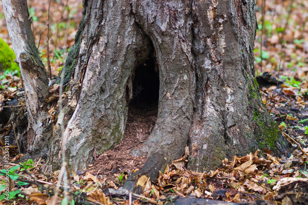 Tree trunk with a den dug in it Tree trunk with a den dug in it