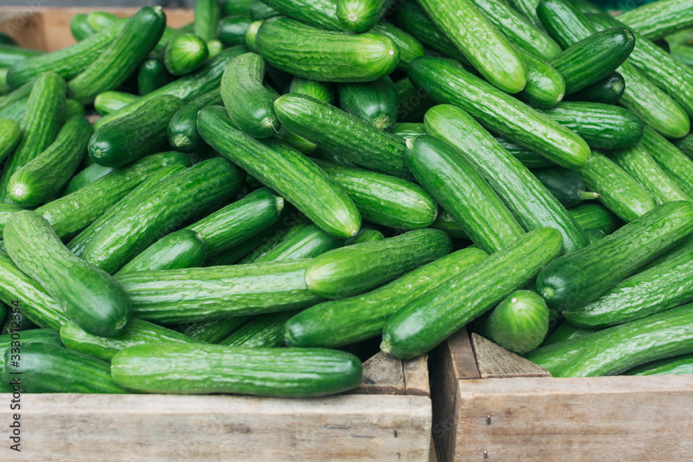 Fresh organic cucumbers Fresh organic cucumbers