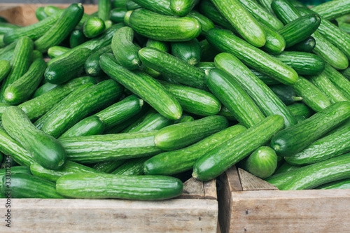 Fresh organic cucumbers