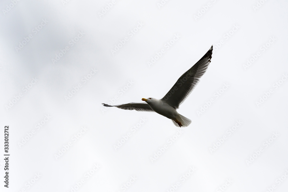 Obraz premium single seagull flying