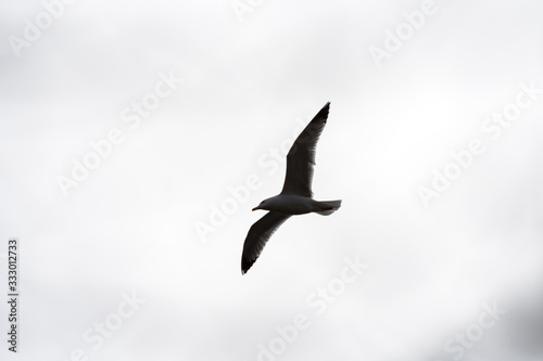 single seagull flying