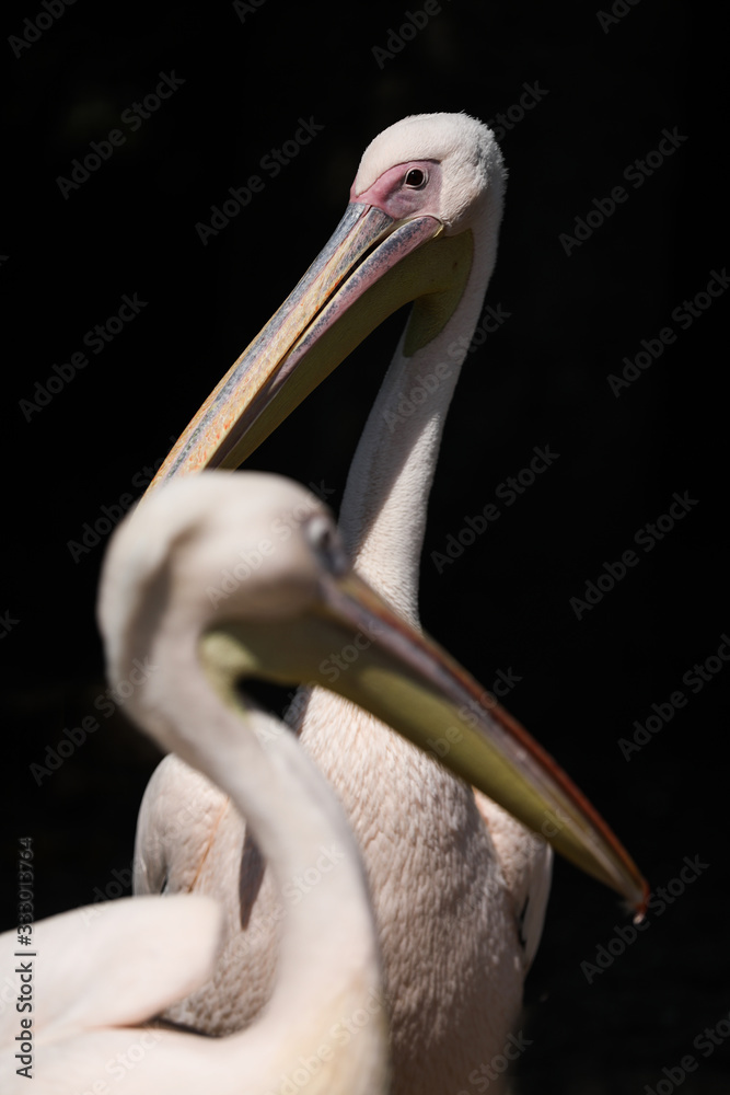 Close up of pink backed pelicans Close up of pink backed pelicans