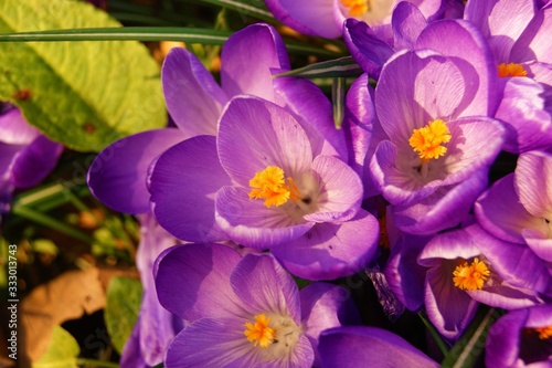 Purple crocus flowers.